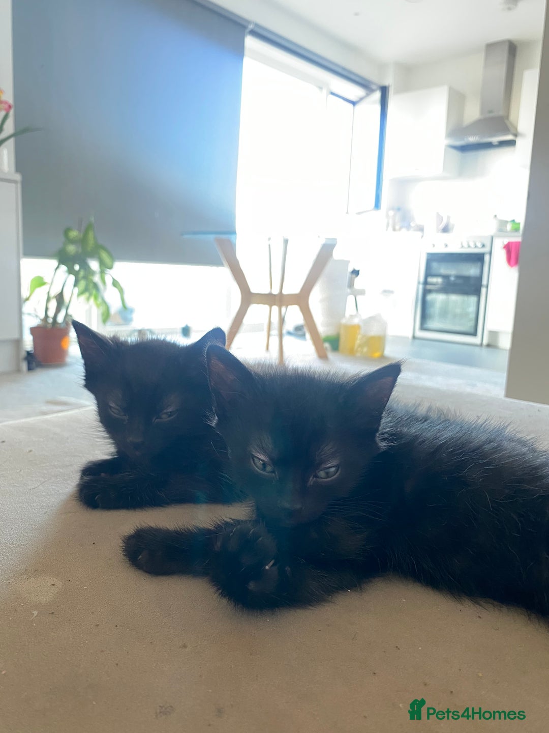 Bengal cats for sale: 3 black bengal kittens  - Advert 2