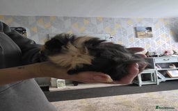 Guinea Pig rodents for sale: 6 boars 4 sale pr5 5ag  - Advert 6