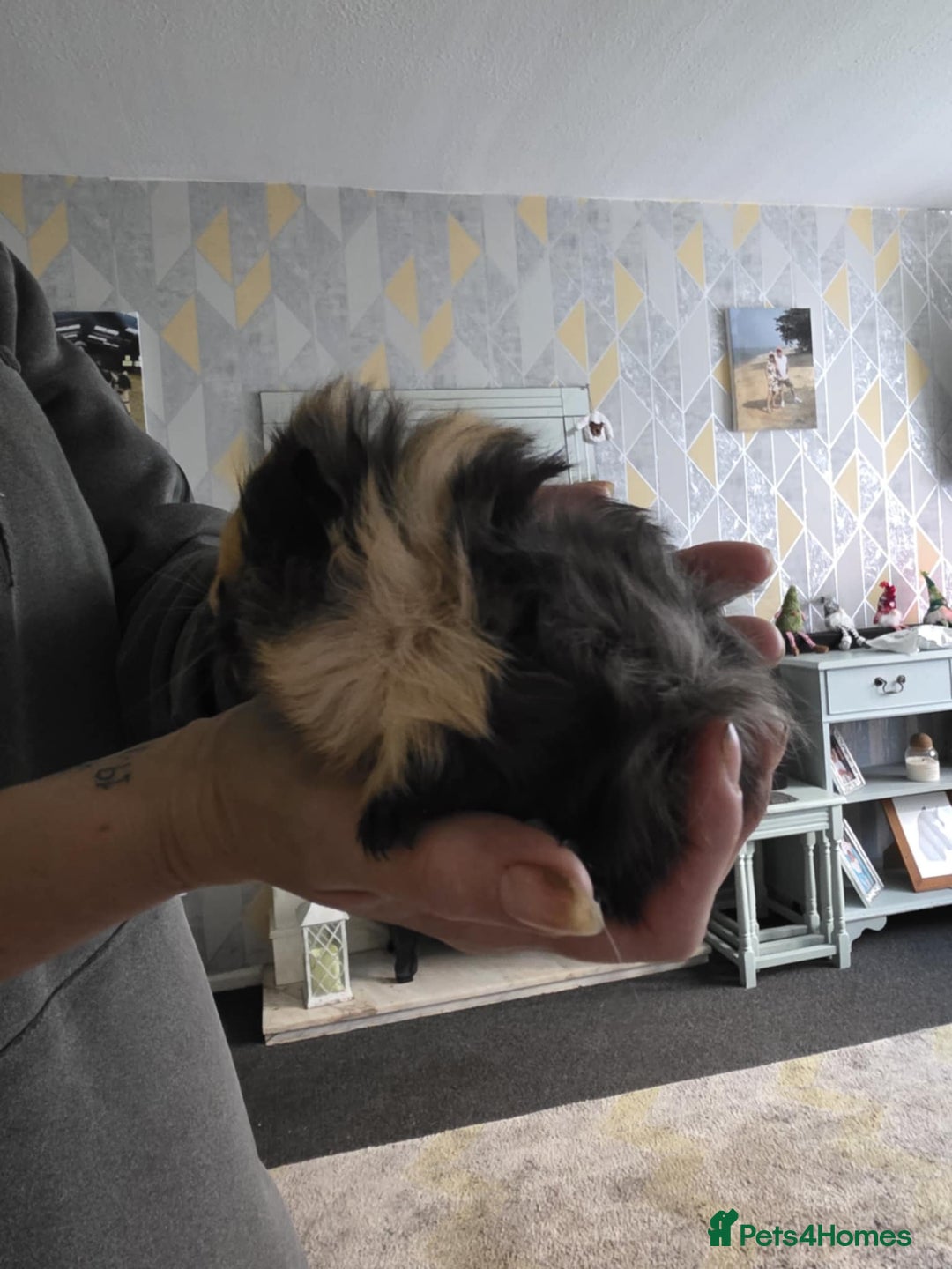 Guinea Pig rodents for sale: 6 boars 4 sale pr5 5ag  - Advert 6