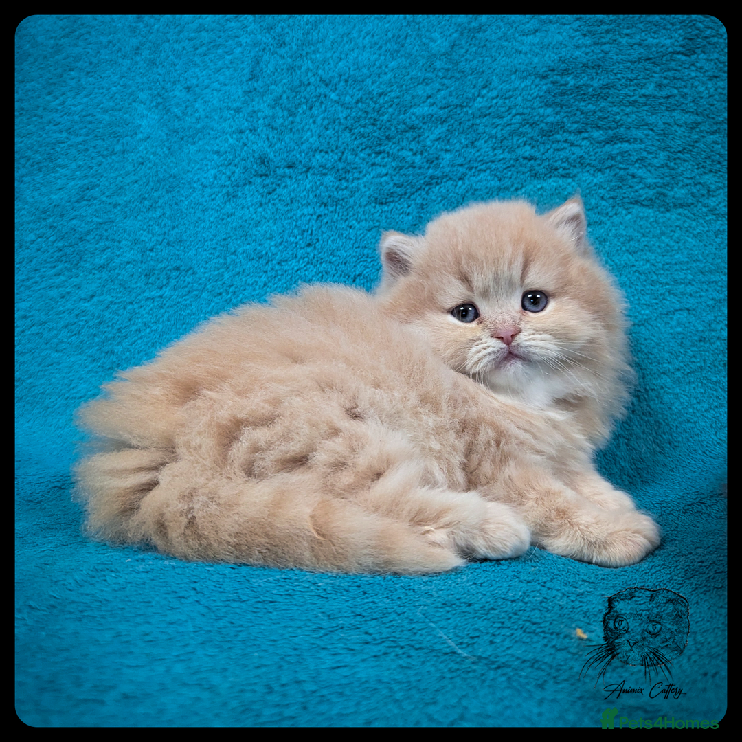 Scottish Fold cats for sale: TICA Registered Scottish kittens - Advert 11