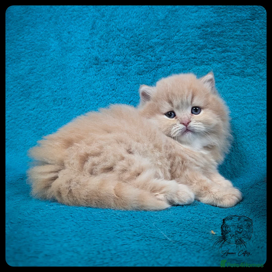 Scottish Fold cats for sale: TICA Registered Scottish kittens - Advert 11