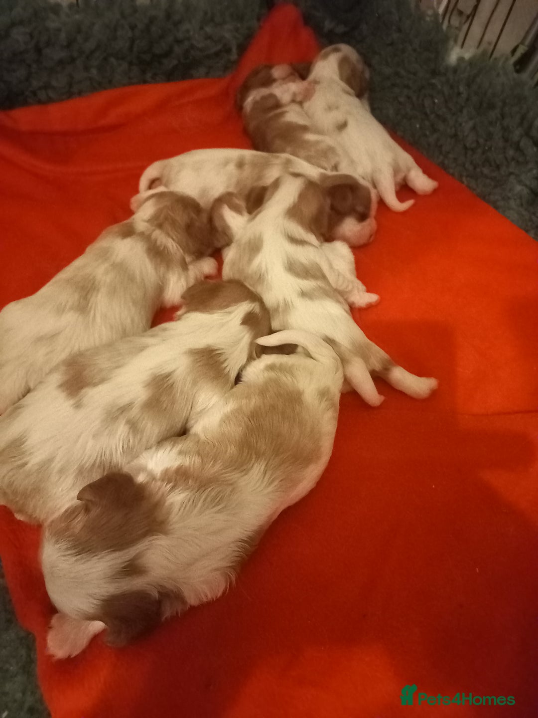 Cavalier King Charles Spaniel dogs for sale: STUNNING CAVALIER KING CHARLES SPANIEL PUPPIES *** - Advert 4