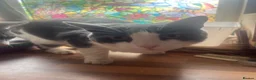 Domestic Shorthair cats for adoption: Rescue Brothers 🤍🩶 - Advert 3