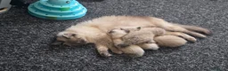 Ragdoll cats for sale: 🌸 ragdoll babies - 1 MALE LEFT 🌸 - Advert 2
