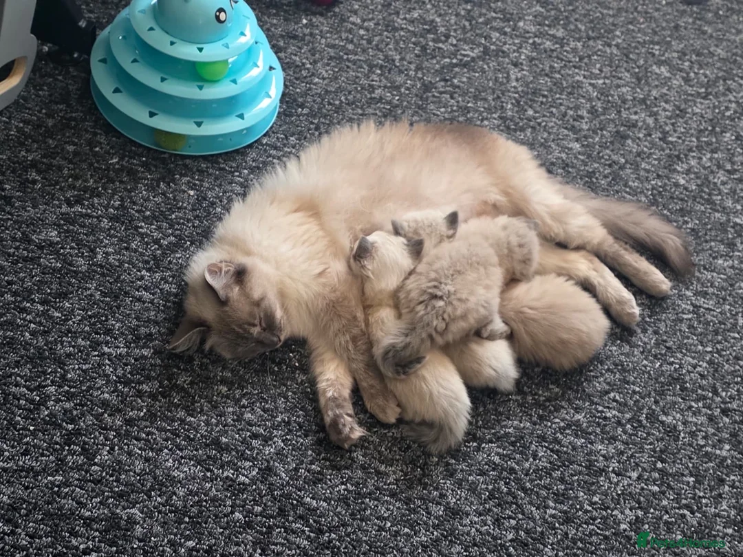 Ragdoll cats for sale: 🌸 ragdoll babies - 1 MALE LEFT 🌸 - Advert 2