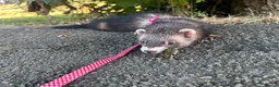 Ferret rodents for sale: boy ferret looking for a loving home  in Cardiff - Advert 2