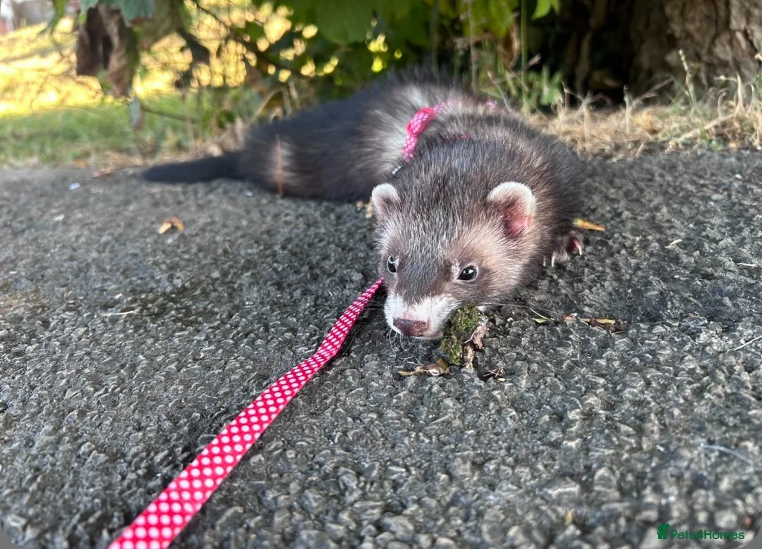 Ferret rodents for sale: boy ferret looking for a loving home  in Cardiff - Advert 2