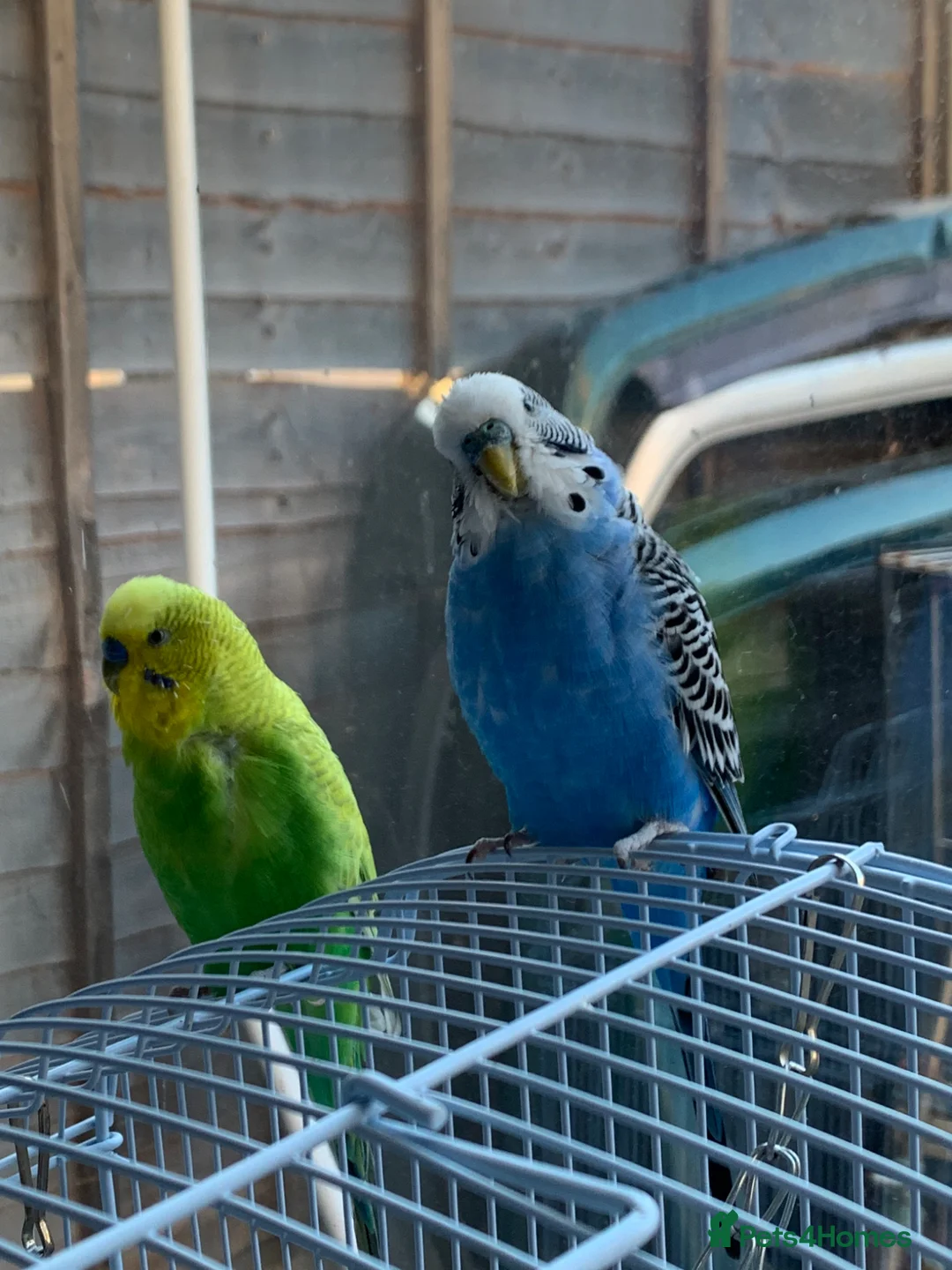 Budgerigars birds for sale: Budgies for sale!! - Advert 3