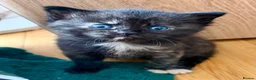 Ragdoll cats for sale: Absolute unique beauties Mink Ragdoll x BSH - Advert 22
