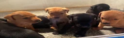 Labrador Retriever dogs for sale: KC Labrador puppies  - Advert 12