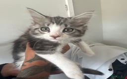 British Longhair cats for sale: Part main coon  - Image 1