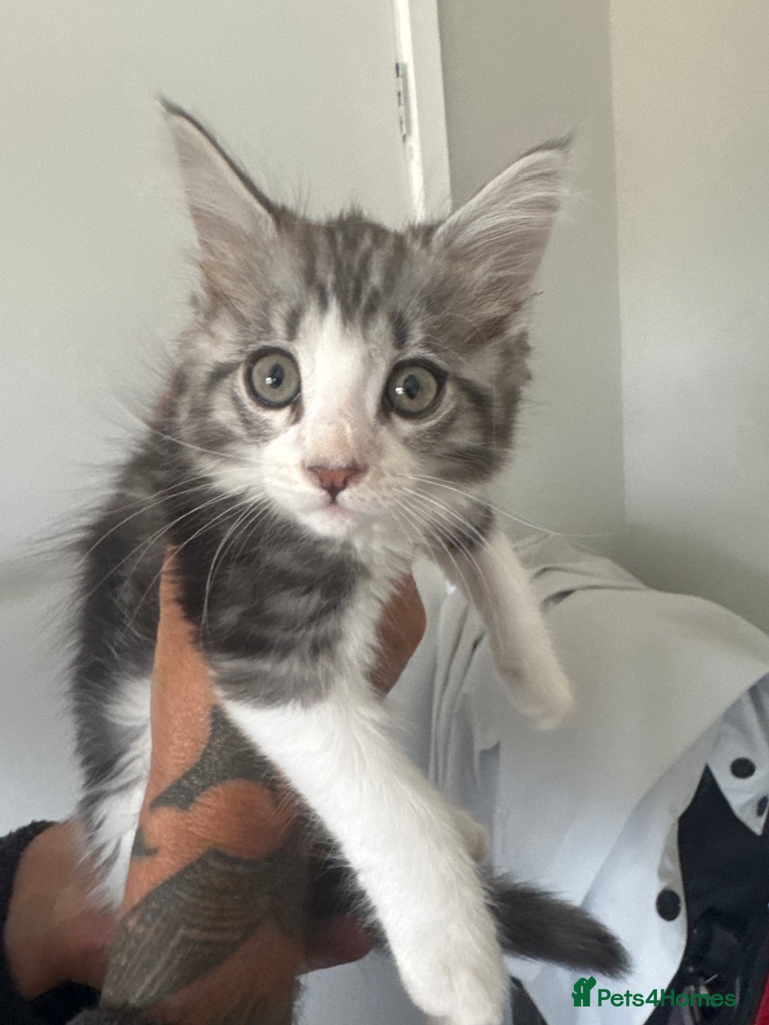 British Longhair cats for sale: Part main coon  - Image 1