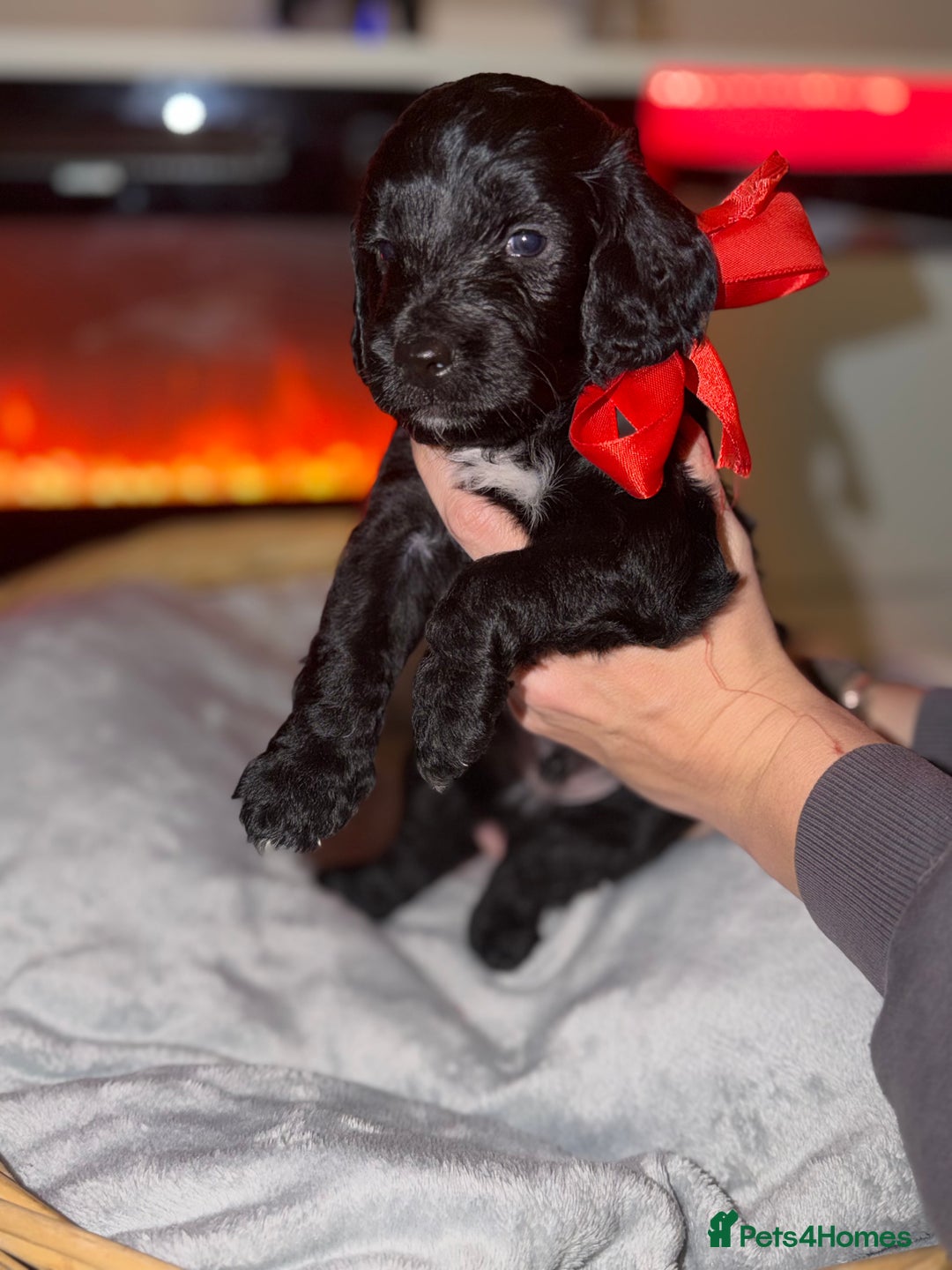 Mixed Breed dogs for sale: Beautiful Sproodles for sale - Advert 13