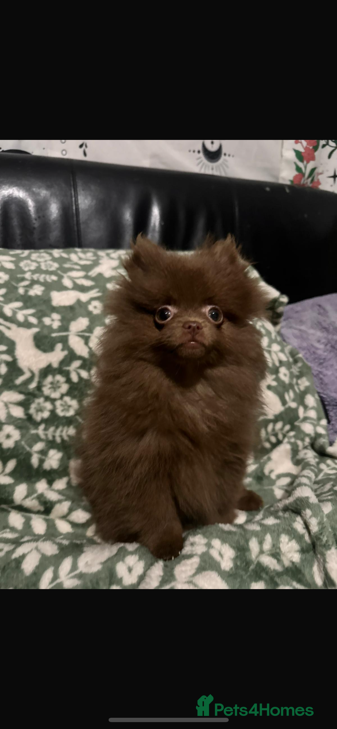 Pomeranian dogs for sale: 1 little girl  - Advert 1