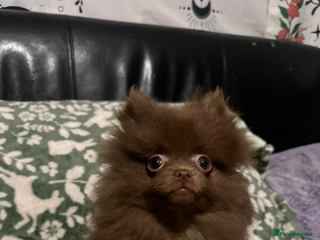 Pomeranian dogs 1 little girl - Advert 8