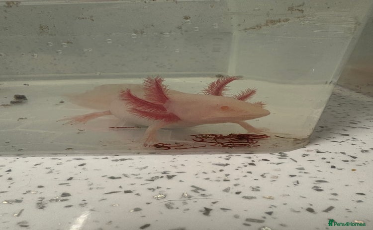 Axolotl reptiles - Advert 4