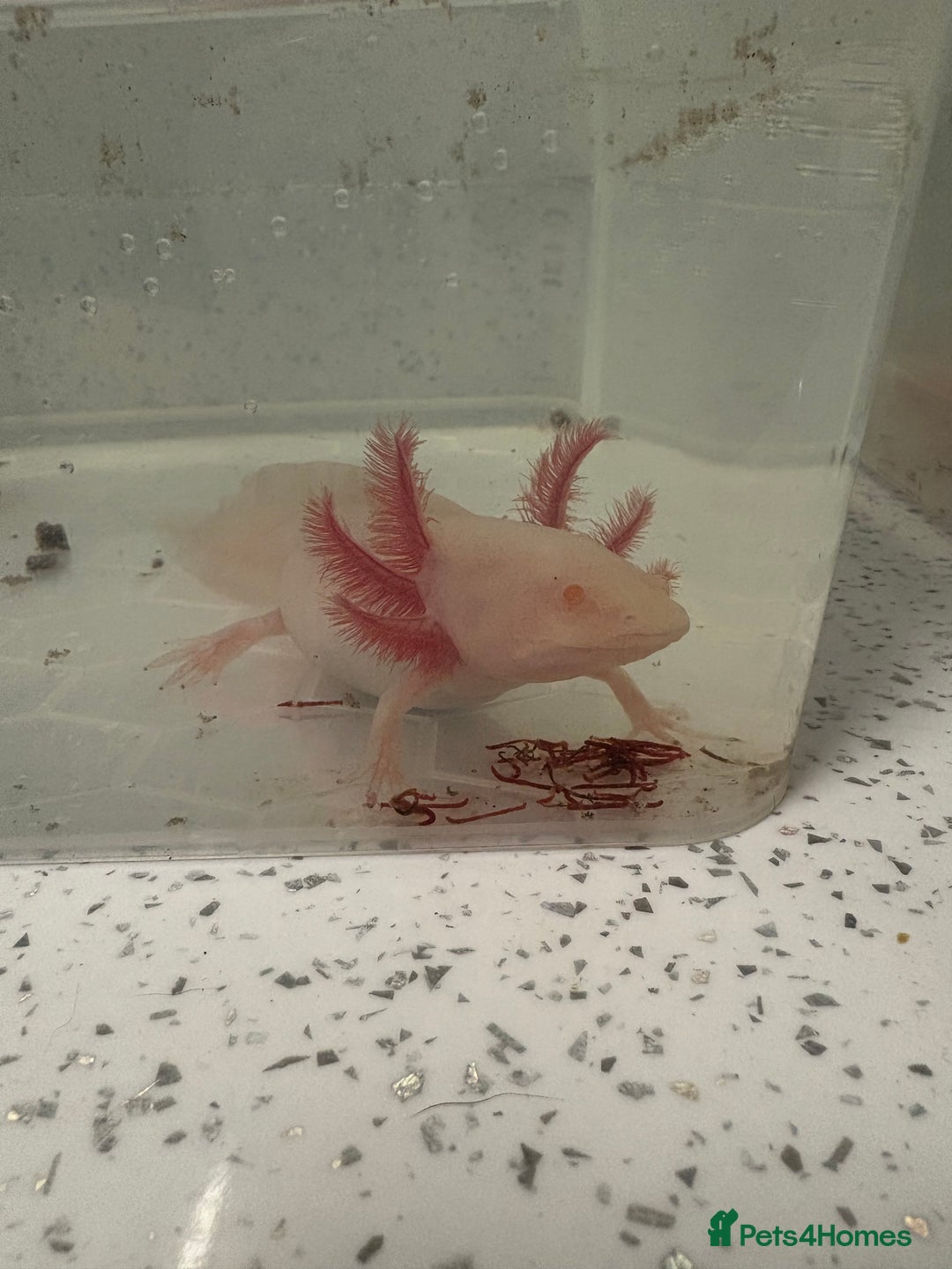Axolotl reptiles for sale: 2 female axolotls - Image 1