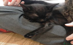 Mixed Breed cats for sale: Black male kittens X2  - Image 2