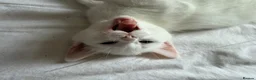 RagaMuffin cats for sale: Raggamuffin x kitten  - Advert 7