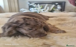 Cocker Spaniel dogs for sale: Cocker Spaniel puppies  - Image 13