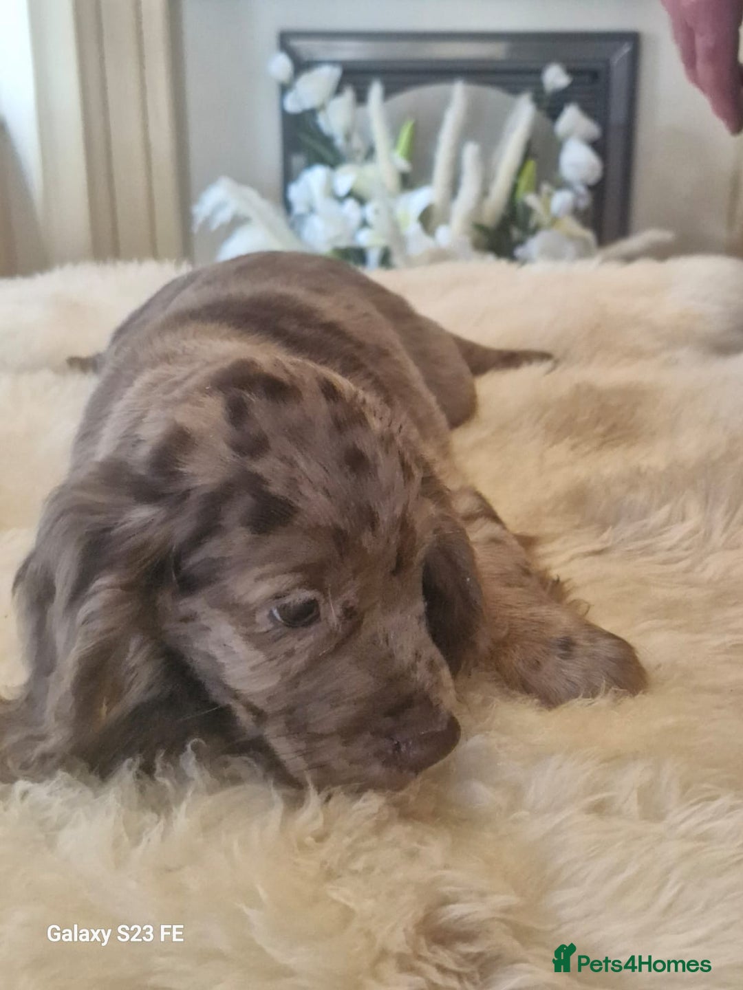 Cocker Spaniel dogs for sale: Cocker Spaniel puppies  - Image 13