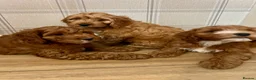 Cockapoo dogs for sale: Outstanding cockapoo puppies  in Bishop Auckland - Advert 6