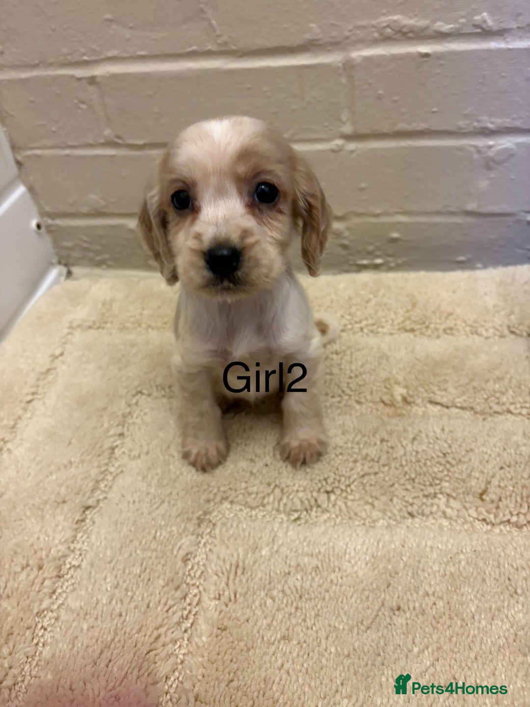 Cocker Spaniel dogs for sale: SHOW TYPE COCKER SPANIELS PUPPIES  - Advert 15