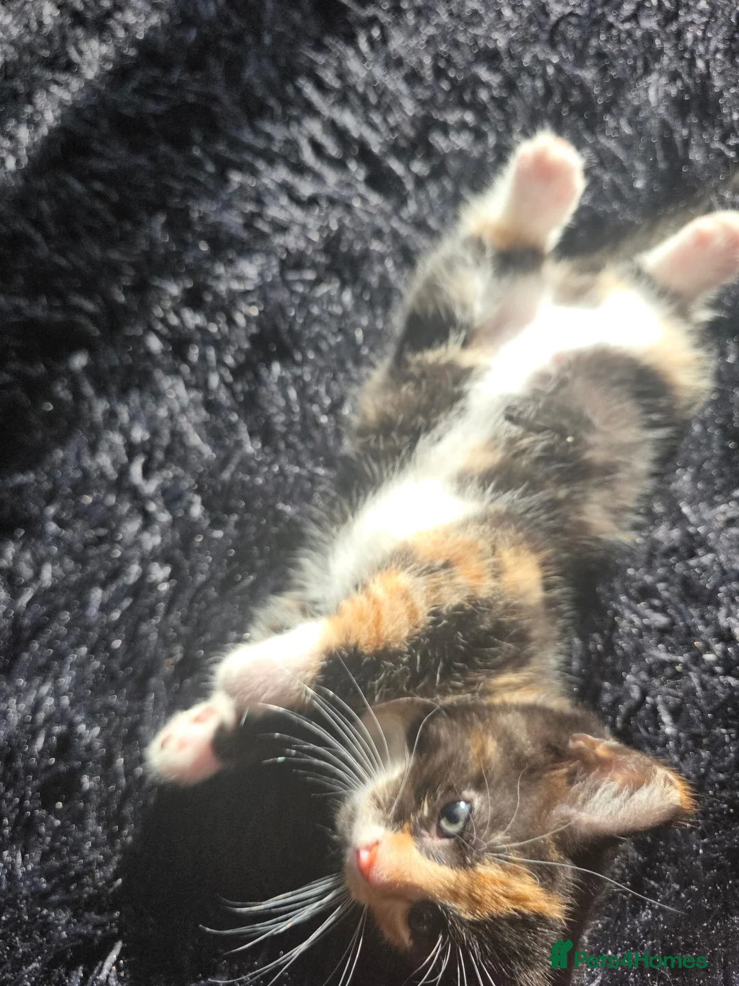 Mixed Breed cats for sale: 5 kittens - Advert 1