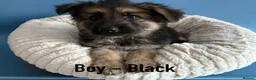 German Shepherd dogs for sale: Pedigree long haired German Shepherd puppies in Chester-le-Street - Advert 10