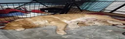 Golden Retriever dogs for sale: Golden Retriever Puppies for Sale. - Advert 2