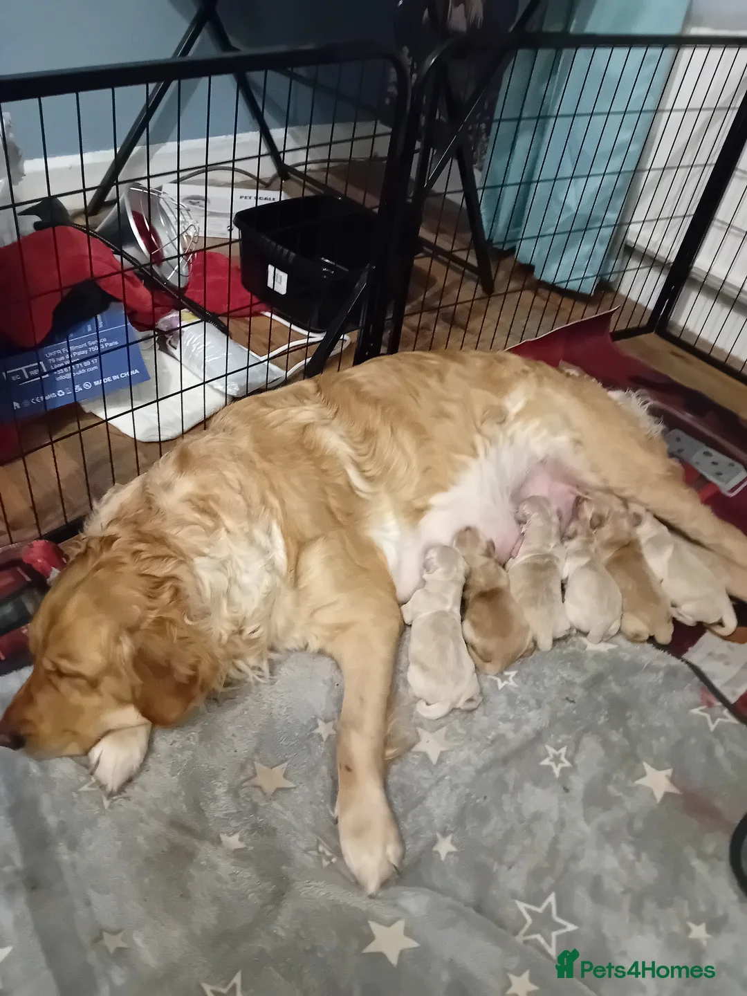 Golden Retriever dogs for sale: Golden Retriever Puppies for Sale. - Advert 2