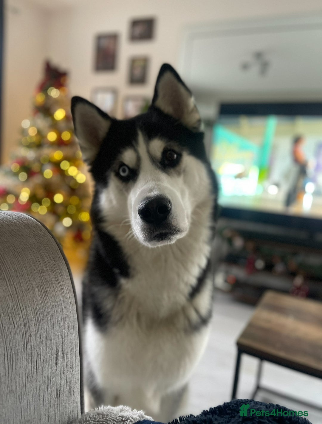 Siberian Husky dogs for sale: Siberian Husky Nico  - Advert 2