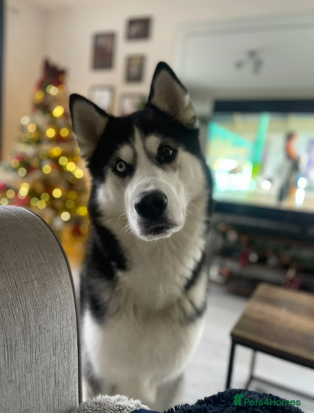 Siberian Husky dogs for sale: Siberian Husky Nico  - Advert 2