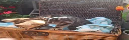 Bengal cats for sale: Stunning Bengal Kittens  - Advert 27