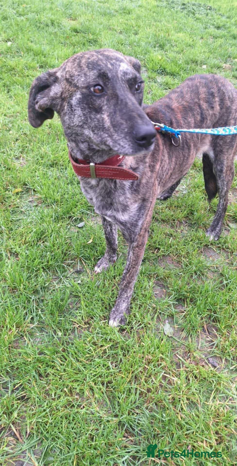 Mixed Breed dogs MAIZIE - Advert 1