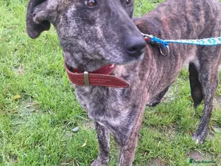 Mixed Breed dogs MAIZIE - Advert 1