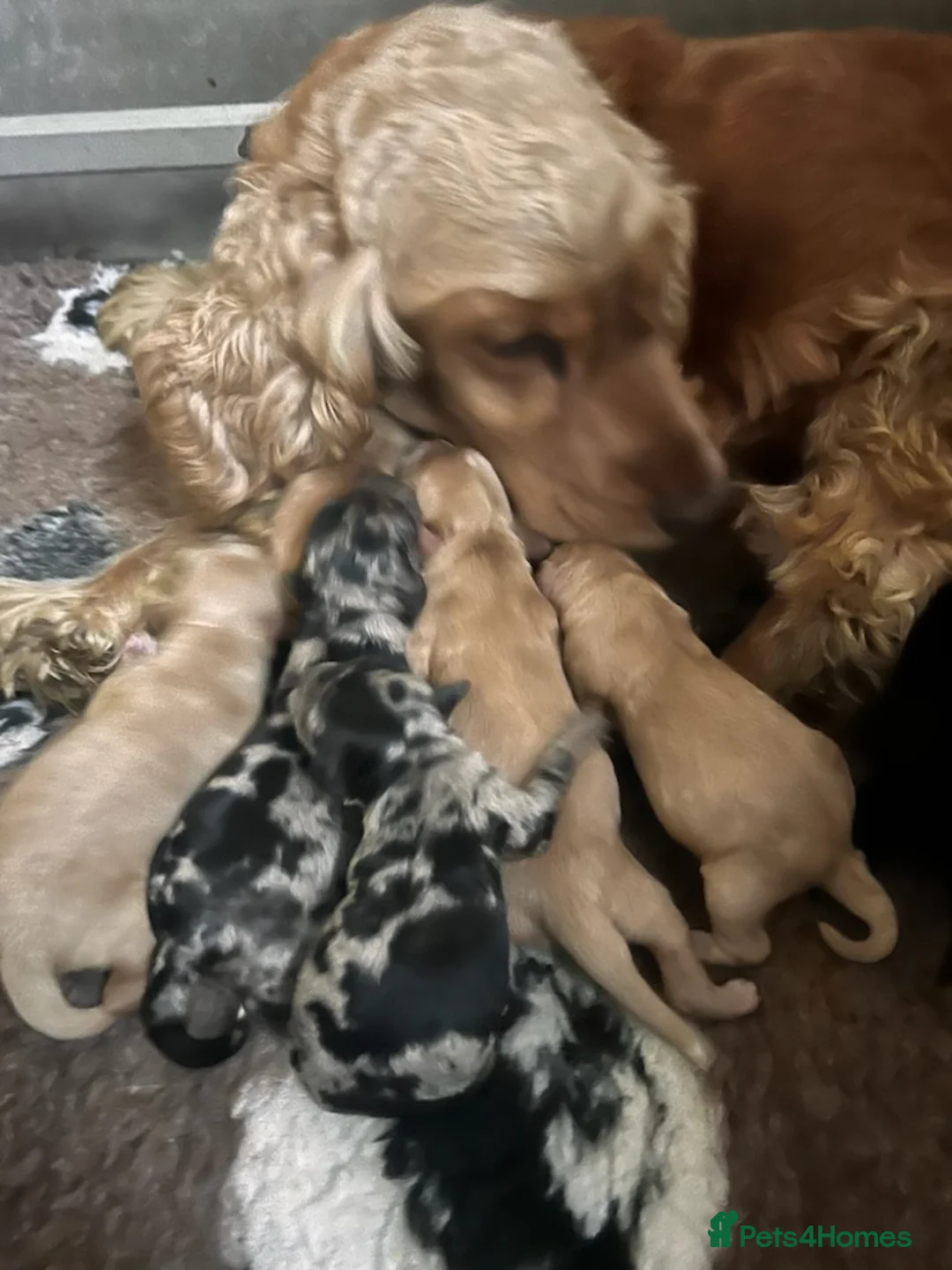 Miniature Poodle dogs for stud: 💥FOR STUD💥 CHOC MERLE PHANTOM MIN POODLE in Doncaster - Advert 24