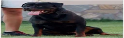 Rottweiler dogs for sale: TRADITIONAL GERMAN ROTTWEILER PUPPIES FOR SALE - Advert 3