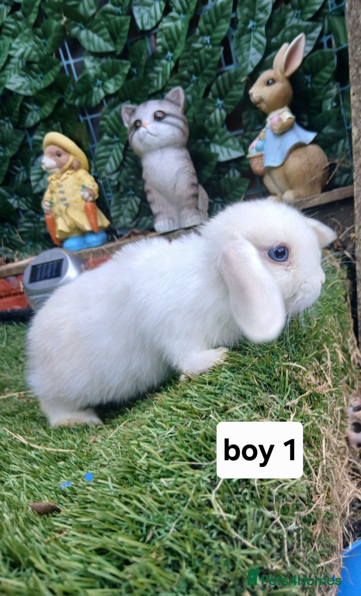 Mini Lop rabbits 8 Mini lop baby rabbits for sale - Advert 1