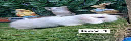 Mini Lop rabbits for sale: 8 Mini lop baby rabbits for sale - Advert 1