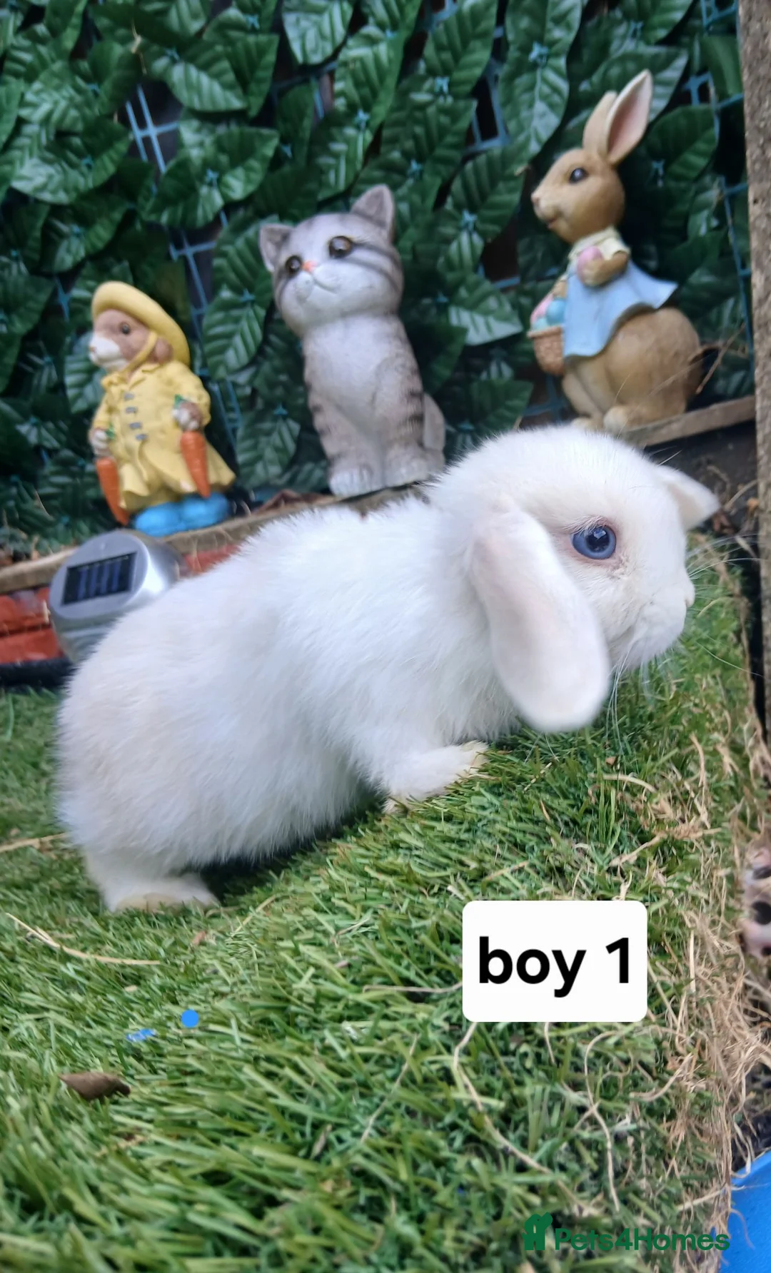 Mini Lop rabbits for sale: 8 Mini lop baby rabbits for sale - Advert 1