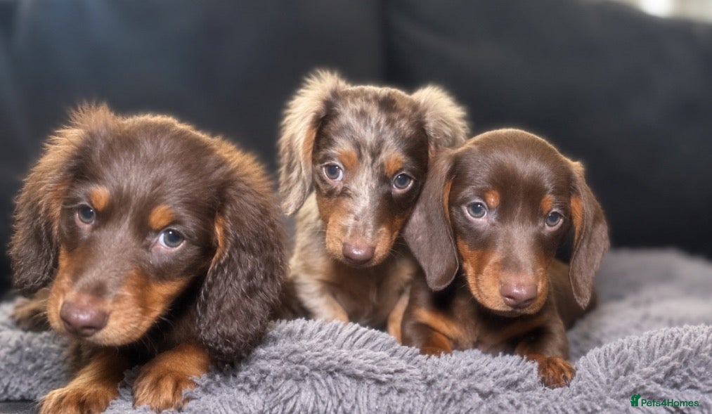 Miniature Dachshund dogs Miniature dachshunds  - Advert 13