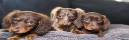 Miniature Dachshund dogs for sale: Miniature dachshunds  - Advert 5