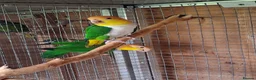 Parrots birds for sale: Green Thighed Caiques & Dusky Pionus - Advert 4