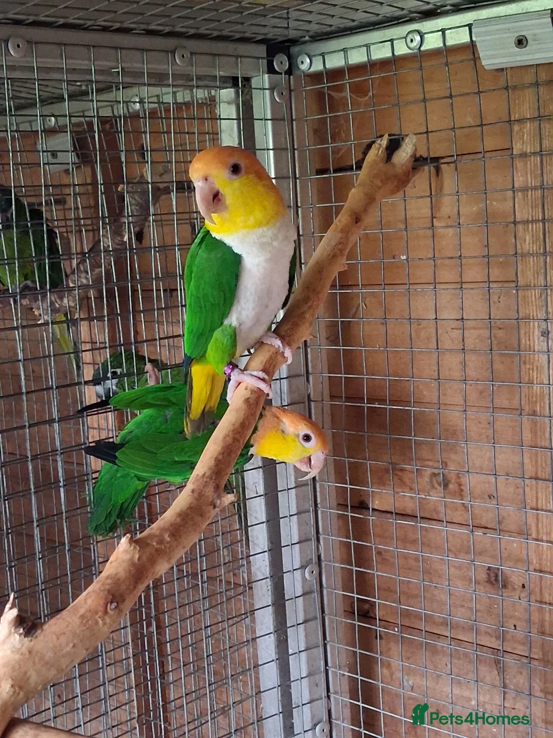 Parrots birds for sale: Green Thighed Caiques & Dusky Pionus - Advert 4