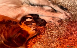 English Springer Spaniel dogs for sale: Adorable springer spaniels  - Image 7