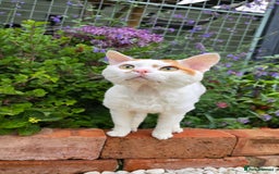 Devon Rex cats for sale: A beautiful Devon Rex boy  - Image 5