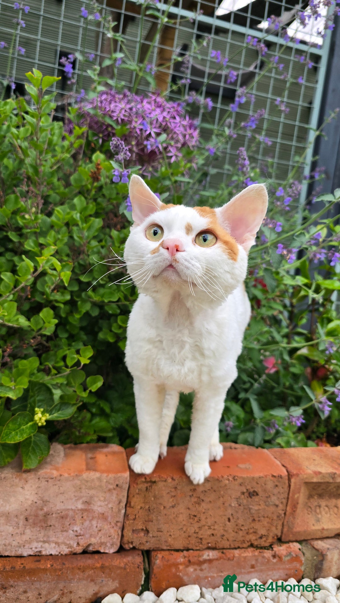 Devon Rex cats for sale: A beautiful Devon Rex boy  - Image 5