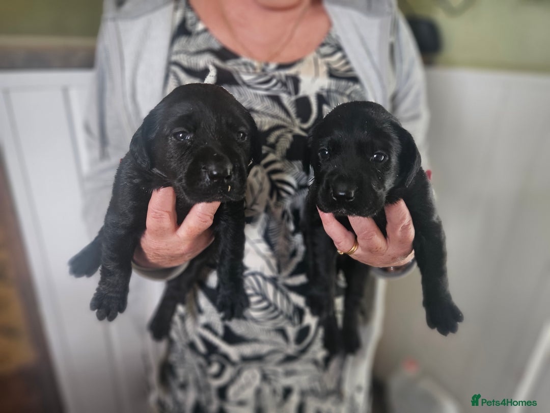Labrador Retriever dogs for sale: Black labrador puppies - Advert 2