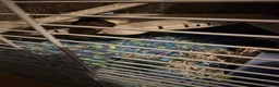 Rat rodents for sale: 4 male rats for adoption.(Cage included plus more) - Advert 18